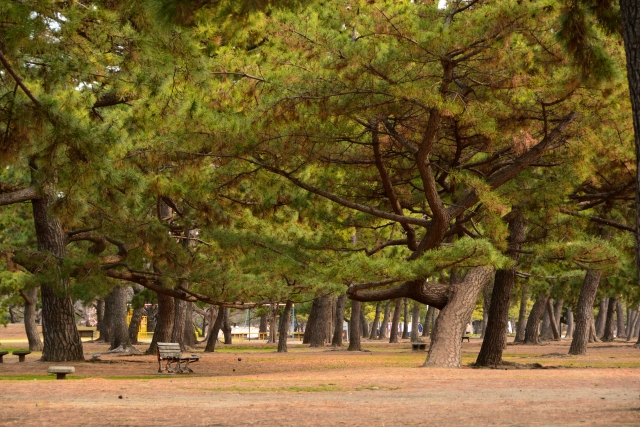 2026年最新の浜寺公園バーベキュー情報